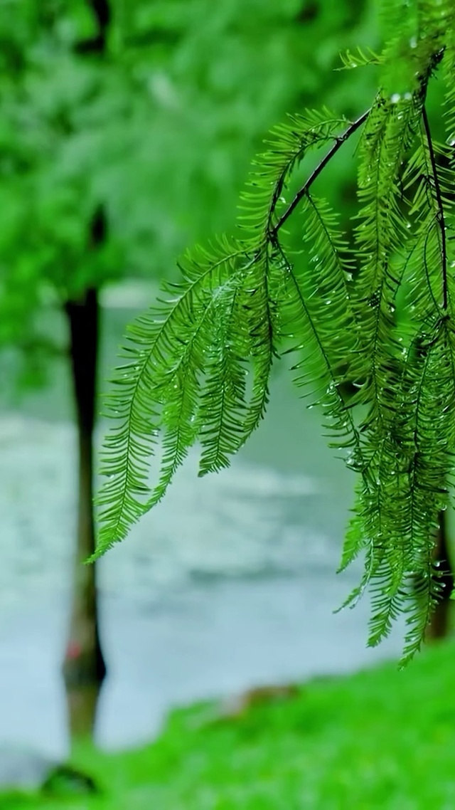 雨中护眼绿树