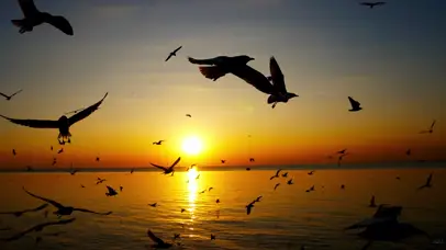 黄昏海鸥飞舞