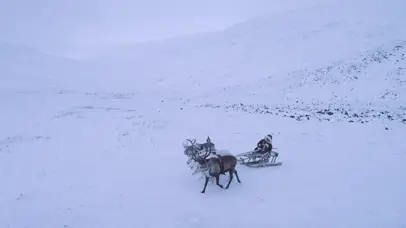 4k 高清 北极冻土带的雪橇