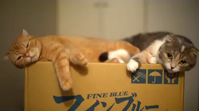 箱子上的小猫